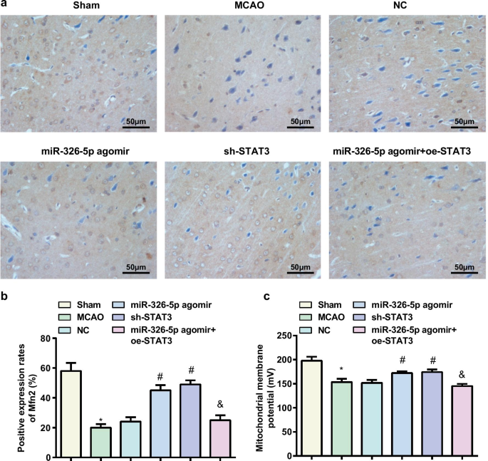 MicroRNA‑326‑5p Protects Neurons in Stroke: Suppressing STAT3 Reduces Apoptosis and Mitochondrial Damage