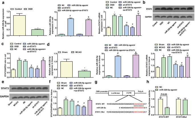 MicroRNA‑326‑5p Protects Neurons in Stroke: Suppressing STAT3 Reduces Apoptosis and Mitochondrial Damage