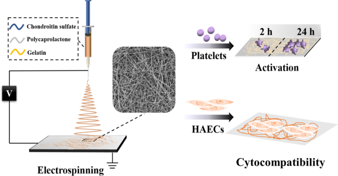 Chondroitin Sulfate-Enhanced Gelatin/Polycaprolactone Nanofibers: Antithrombogenic Scaffold with Superior Endothelial Affinity for Blood Vessel Tissue Engineering