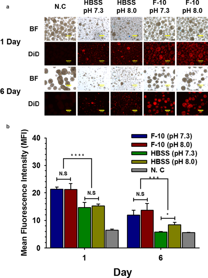Efficient Nano‑Encapsulation of Neonatal Porcine Islet‑Like Cell Clusters Using PEG‑block‑PLA Polymersomes