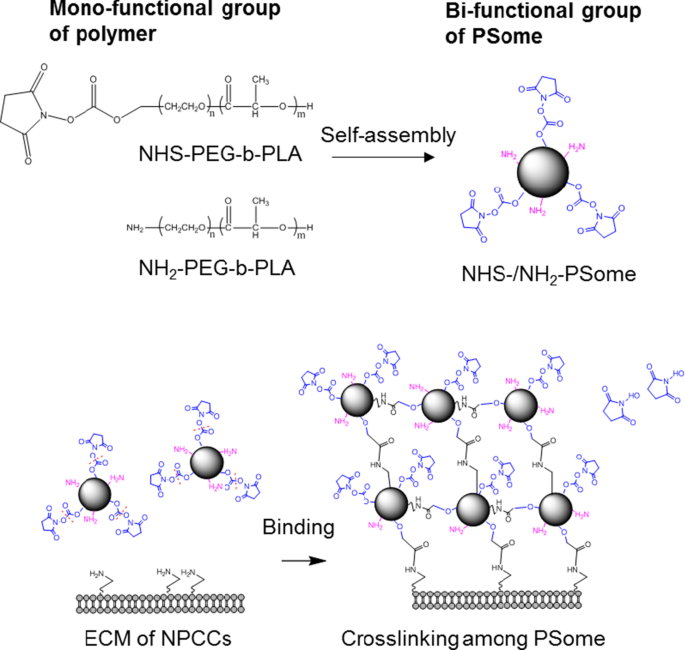 Efficient Nano‑Encapsulation of Neonatal Porcine Islet‑Like Cell Clusters Using PEG‑block‑PLA Polymersomes