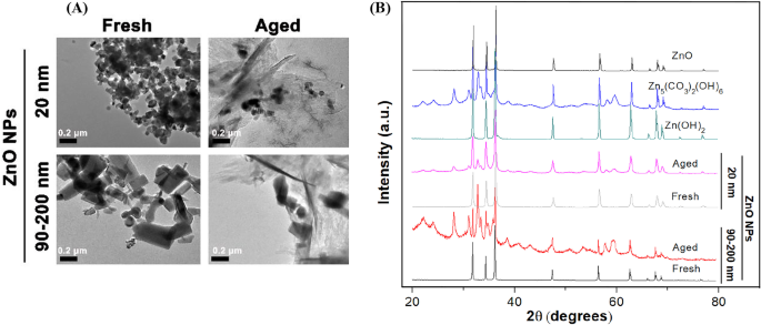Apoptosis Pathways Drive Cytotoxicity of Fresh vs. Aged Zinc Oxide Nanoparticles