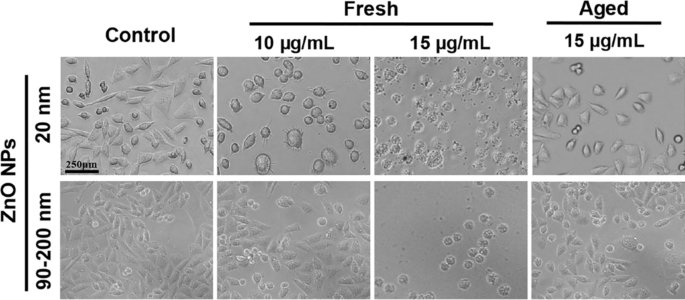 Apoptosis Pathways Drive Cytotoxicity of Fresh vs. Aged Zinc Oxide Nanoparticles