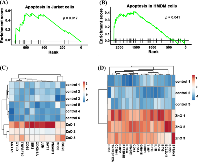 Apoptosis Pathways Drive Cytotoxicity of Fresh vs. Aged Zinc Oxide Nanoparticles