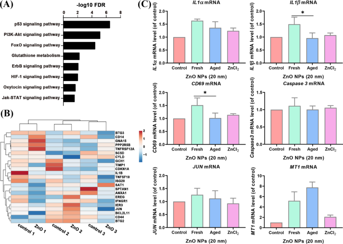 Apoptosis Pathways Drive Cytotoxicity of Fresh vs. Aged Zinc Oxide Nanoparticles