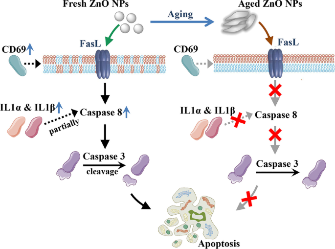 Apoptosis Pathways Drive Cytotoxicity of Fresh vs. Aged Zinc Oxide Nanoparticles