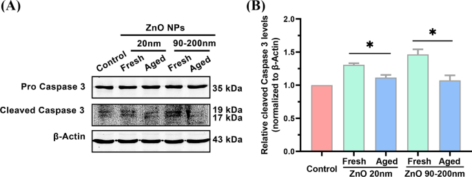 Apoptosis Pathways Drive Cytotoxicity of Fresh vs. Aged Zinc Oxide Nanoparticles