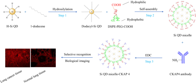 CKAP4-Linked Silicon Quantum Dot Micelles: A Novel Targeted Imaging Agent for Lung Cancer