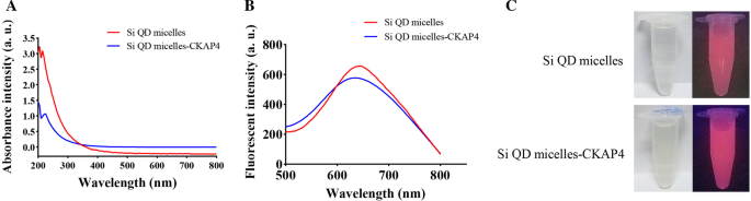 CKAP4-Linked Silicon Quantum Dot Micelles: A Novel Targeted Imaging Agent for Lung Cancer