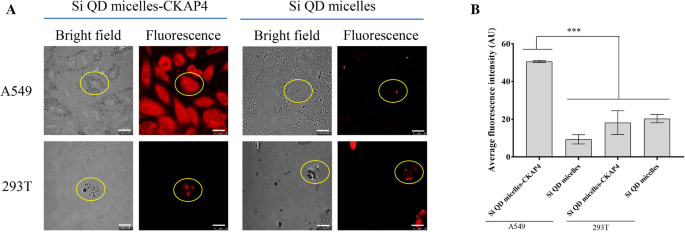 CKAP4-Linked Silicon Quantum Dot Micelles: A Novel Targeted Imaging Agent for Lung Cancer