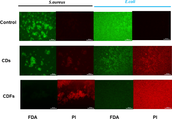 Stable Carbon‑Dot Frameworks with Superior Antibacterial Efficacy