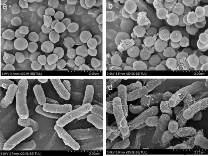 Stable Carbon‑Dot Frameworks with Superior Antibacterial Efficacy