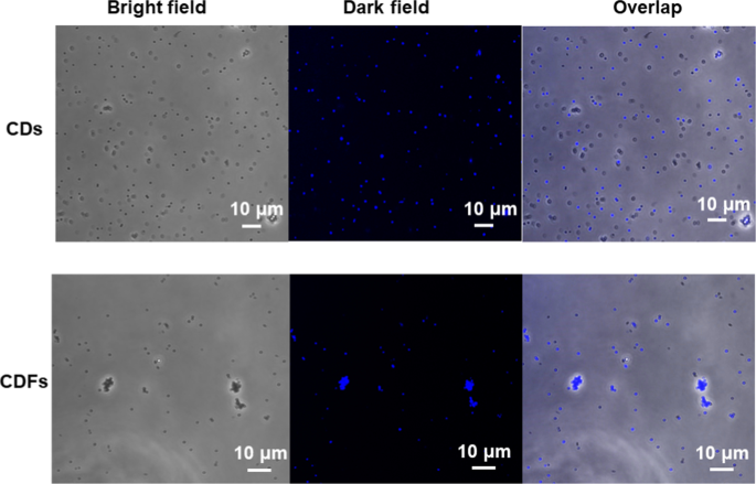 Stable Carbon‑Dot Frameworks with Superior Antibacterial Efficacy
