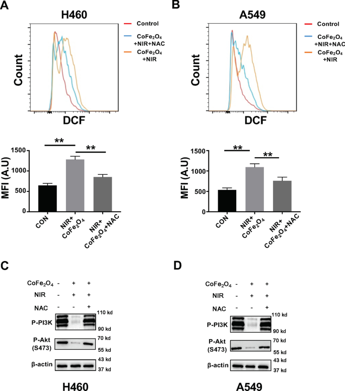 CoFe₂O₄ Quantum Dots: Dual Photothermal/Photodynamic Therapy for NSCLC—Inducing Apoptosis via PI3K/AKT Modulation