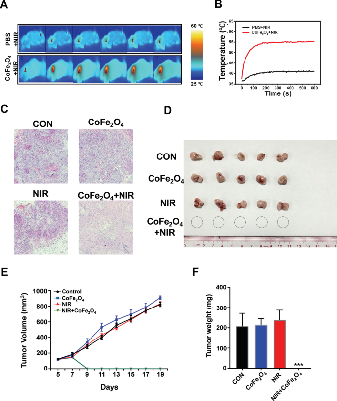 CoFe₂O₄ Quantum Dots: Dual Photothermal/Photodynamic Therapy for NSCLC—Inducing Apoptosis via PI3K/AKT Modulation