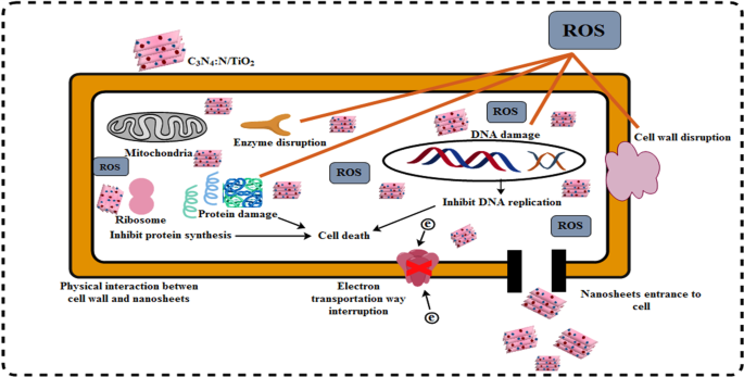 Enhanced TiO₂ Catalysis and Antimicrobial Efficacy via Nitrogen and Carbon Nitride Co‑Doping