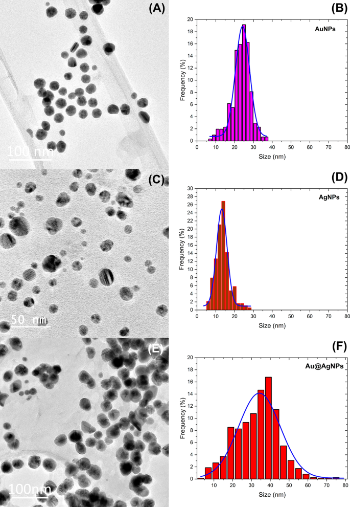 Biogenic Au@Ag Core–Shell Nanoparticles Synthesized Using Rumex hymenosepalus Extract for Antimicrobial Applications