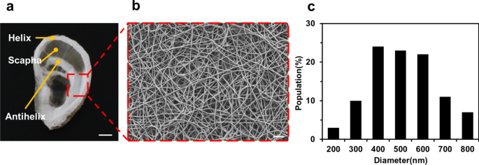Hydrogel-Assisted Electrospinning for Conformal Nanofiber Coating on 3D Ear Cartilage Hydrogel Collectors