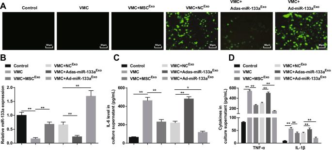 Exosomal miR-133a from Bone Marrow Stem Cells Mitigates Fibrosis & EMT in Viral Myocarditis via MAML1 Suppression