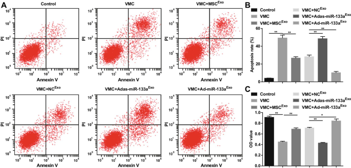 Exosomal miR-133a from Bone Marrow Stem Cells Mitigates Fibrosis & EMT in Viral Myocarditis via MAML1 Suppression