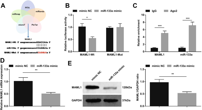 Exosomal miR-133a from Bone Marrow Stem Cells Mitigates Fibrosis & EMT in Viral Myocarditis via MAML1 Suppression