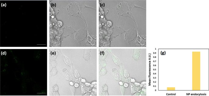 Optimizing NIR-Triggered Hyperthermia with Cs0.33WO3 Nanoparticles for HepG2 Liver Cancer Treatment