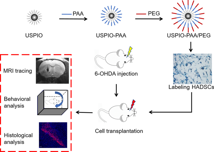 Ultrasmall Superparamagnetic Iron Oxide Nanoparticles for Stem Cell Tracking in Parkinson’s Therapy