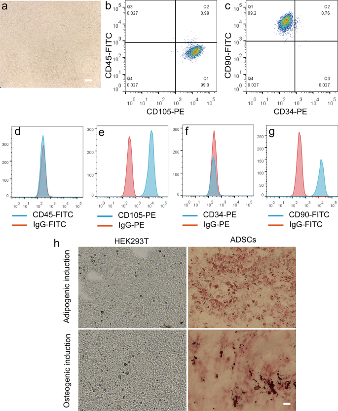 Ultrasmall Superparamagnetic Iron Oxide Nanoparticles for Stem Cell Tracking in Parkinson’s Therapy