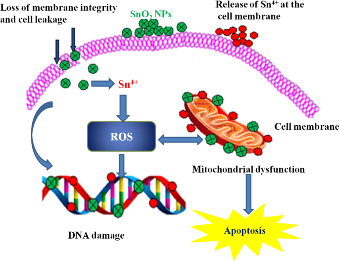 Eco‑Friendly, Cost‑Effective Synthesis of Tin Oxide Nanoparticles: A Comprehensive Review of Methods, Formation Mechanisms, and Applications
