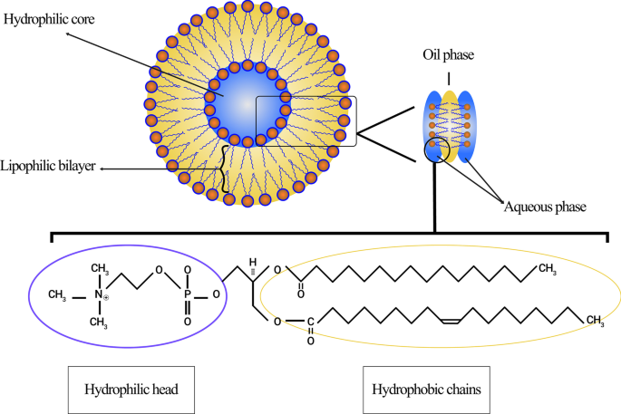 Liposomal Nanomedicine for Targeted Cancer Drug Delivery: Enhancing Efficacy and Safety