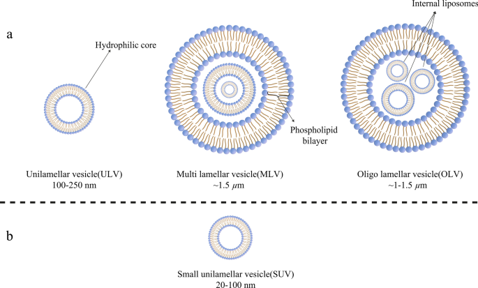 Liposomal Nanomedicine for Targeted Cancer Drug Delivery: Enhancing Efficacy and Safety