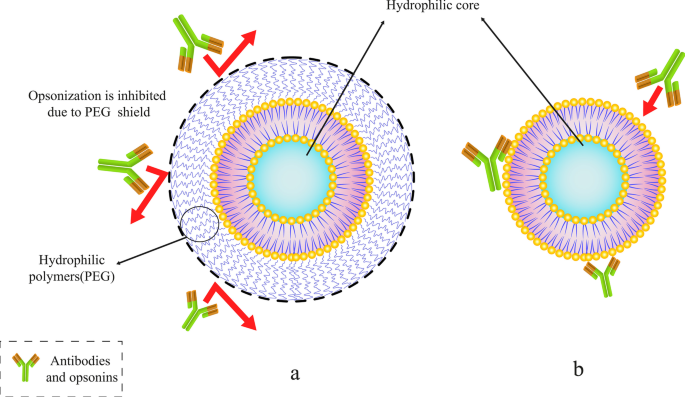 Liposomal Nanomedicine for Targeted Cancer Drug Delivery: Enhancing Efficacy and Safety