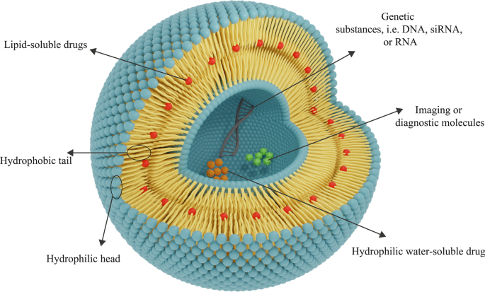 Liposomal Nanomedicine for Targeted Cancer Drug Delivery: Enhancing Efficacy and Safety
