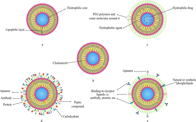 Liposomal Nanomedicine for Targeted Cancer Drug Delivery: Enhancing Efficacy and Safety