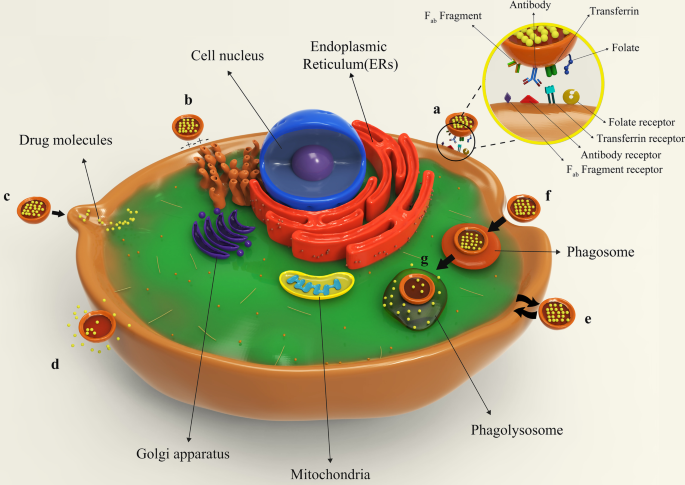 Liposomal Nanomedicine for Targeted Cancer Drug Delivery: Enhancing Efficacy and Safety