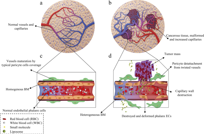 Liposomal Nanomedicine for Targeted Cancer Drug Delivery: Enhancing Efficacy and Safety
