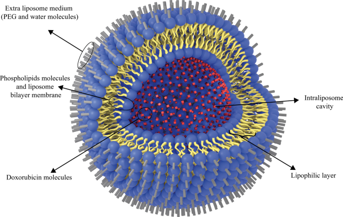Liposomal Nanomedicine for Targeted Cancer Drug Delivery: Enhancing Efficacy and Safety