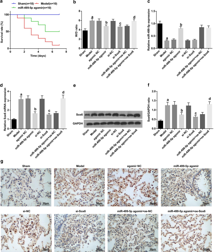 MicroRNA‑499‑5p Restores Lung Function in Sepsis‑Induced Injury by Targeting Sox6