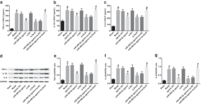 MicroRNA‑499‑5p Restores Lung Function in Sepsis‑Induced Injury by Targeting Sox6