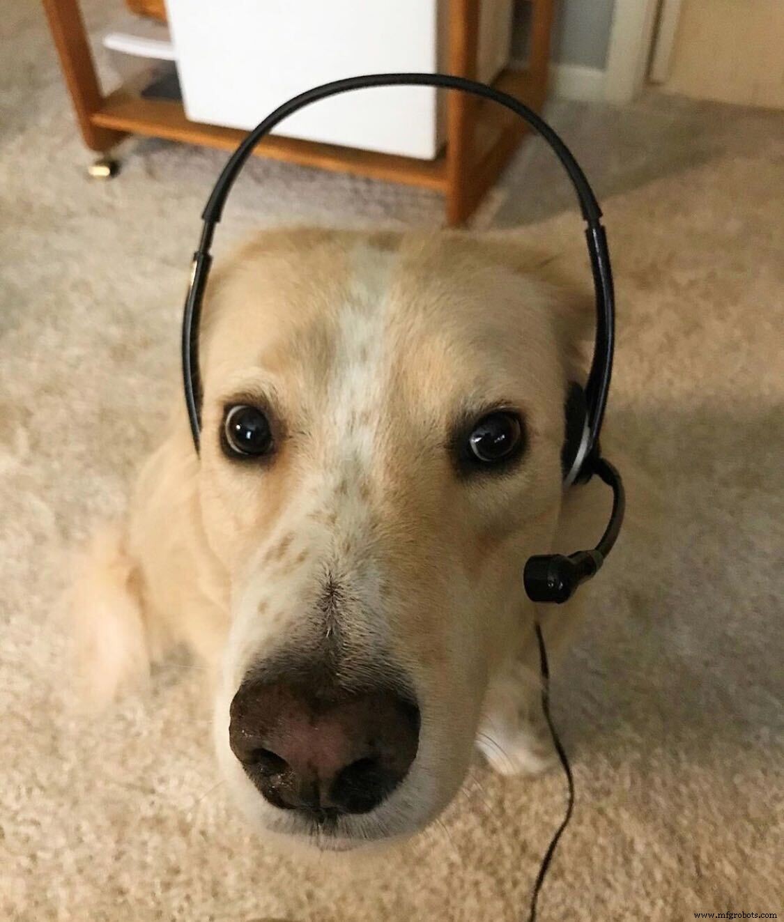 Meet Thomas s Furry Friends: Your Manufacturing Allies