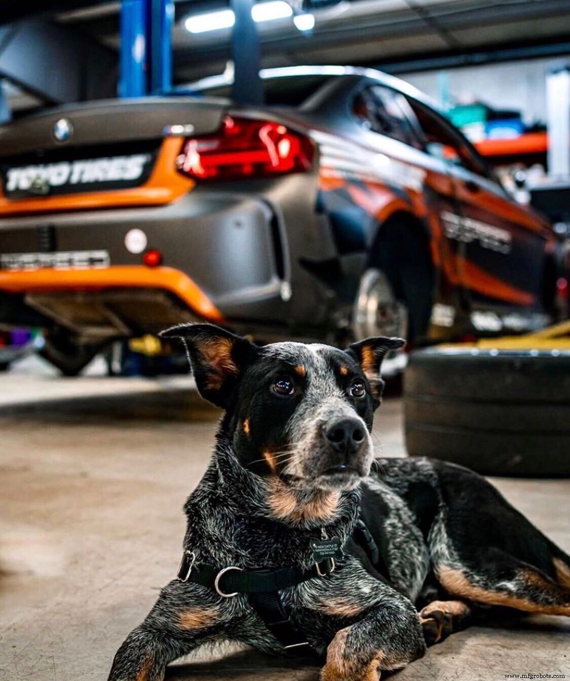 Meet Thomas s Furry Friends: Your Manufacturing Allies