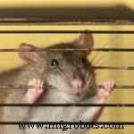 How to Protect Your Facility’s Electronics from Rodent Damage