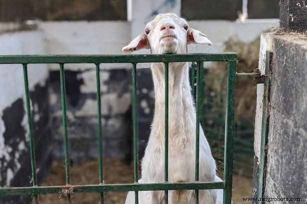 Hire a Goat for Your Zoom Meetings: Boost Morale and Creativity