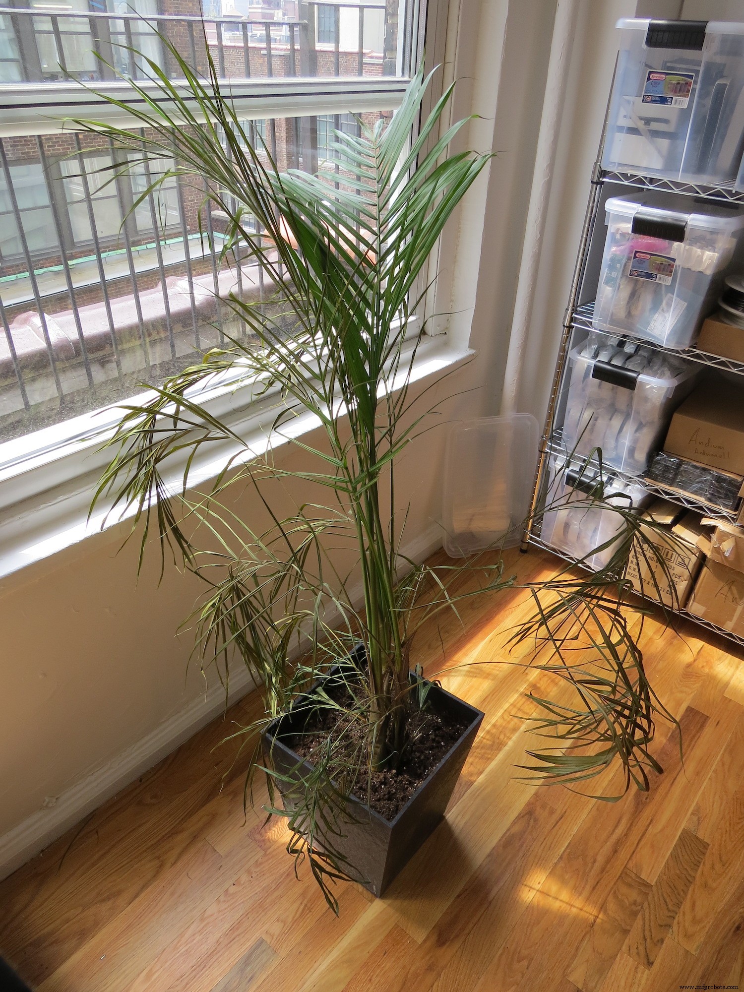 Automated Office Plant Watering System with Arduino, WiFi & IFTTT