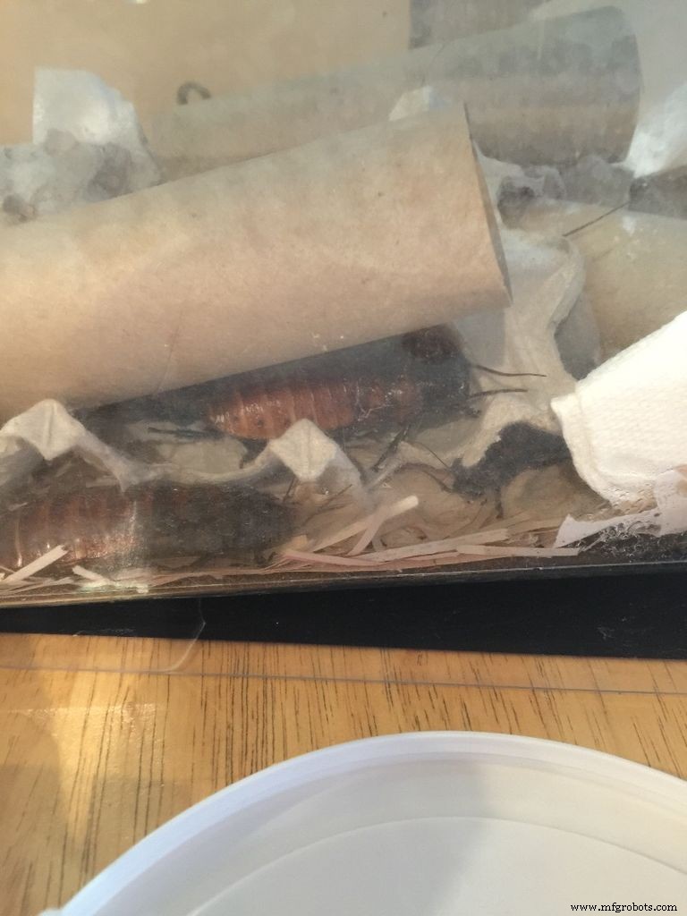 DIY Arduino Cockroach Control System – Build for Under $30