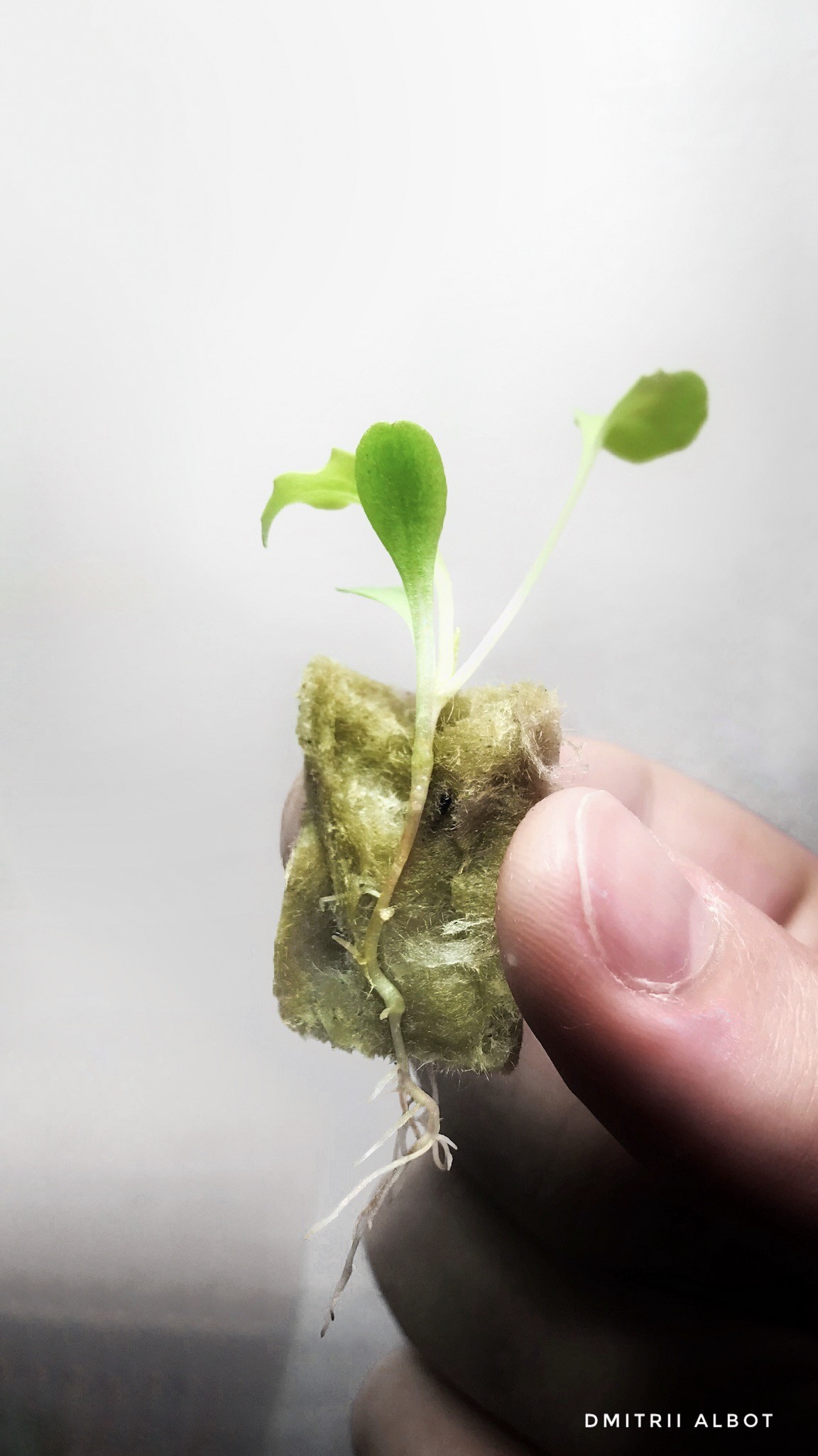 DIY Grow LED Light: Build a Custom LED System for Optimal Plant Growth