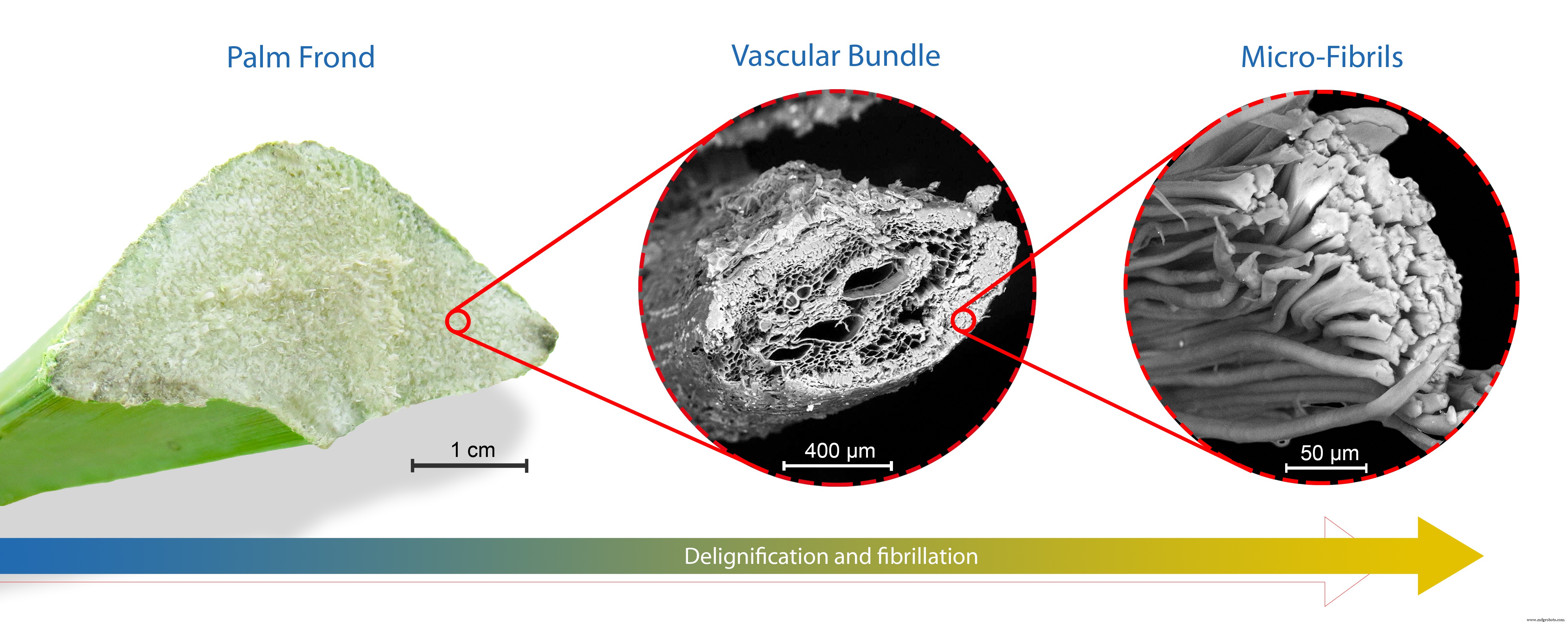 High‑Performance Date Palm Fiber: Sustainable & Cost‑Effective from Agricultural Waste