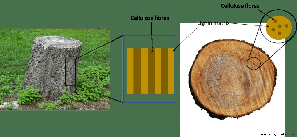 Transparent Wood & Carbon-Neutral Innovations: The Future of Sustainable Materials