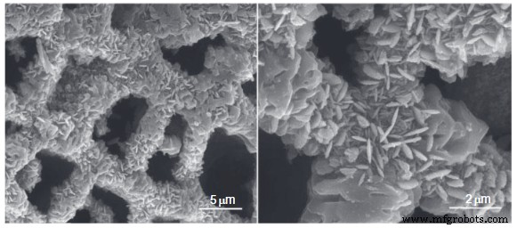 Transparent Wood & Carbon-Neutral Innovations: The Future of Sustainable Materials