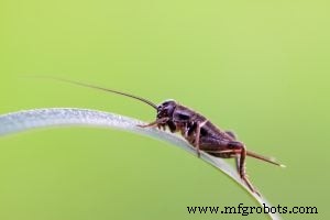 Could Bug-Inspired Neural Networks Revolutionize AI for the Internet of Things?